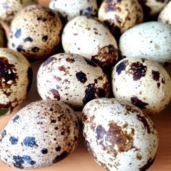 Fresh Quail Nuggets 