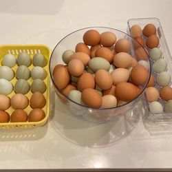 Fresh Eggs 