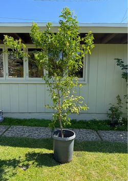 Orange tree