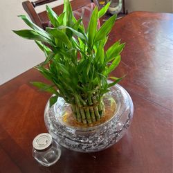 Lucky Bamboo 35 Rooted In Fountain 3 Sizes