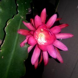red queen of the night flower