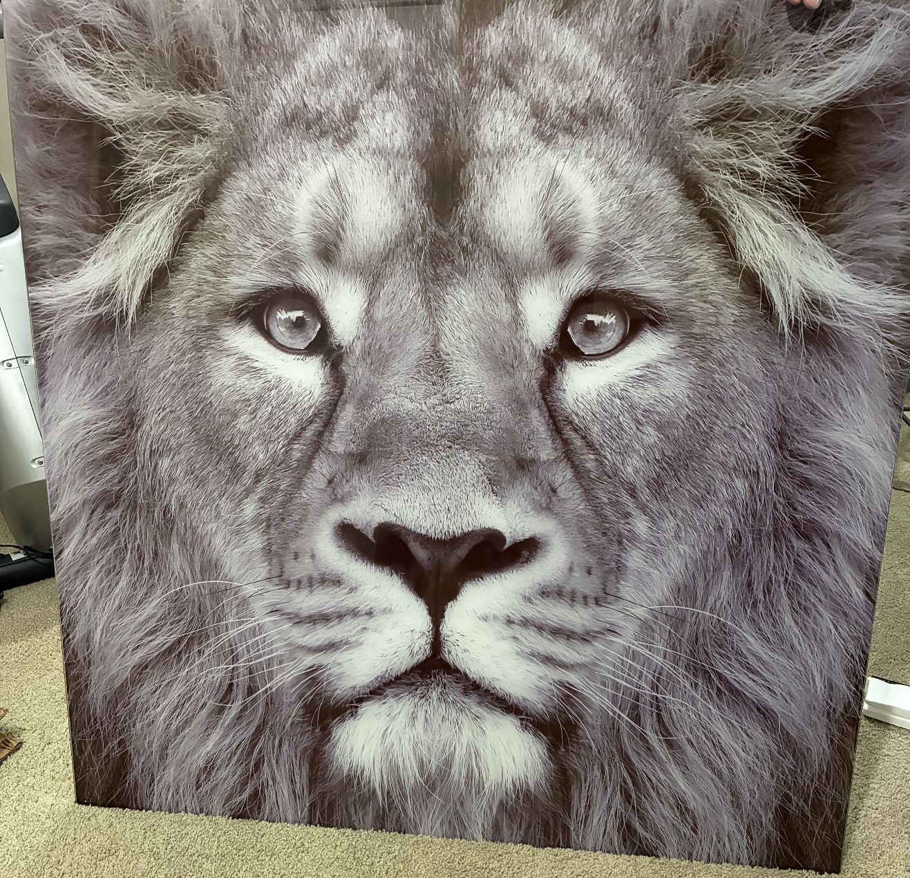 Glass Lion Picture