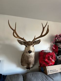 10 points antlers dear head in real good condition