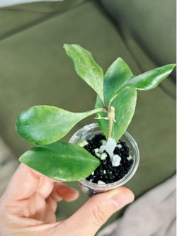 Hoya Brevialata