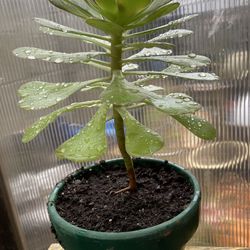 Aeonium Arboreum (**Means Tree-Like**)