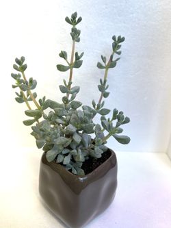 🎁Brightfig Tribe ( Pink Ice) Succulent In 3"H Ceramic Pot.