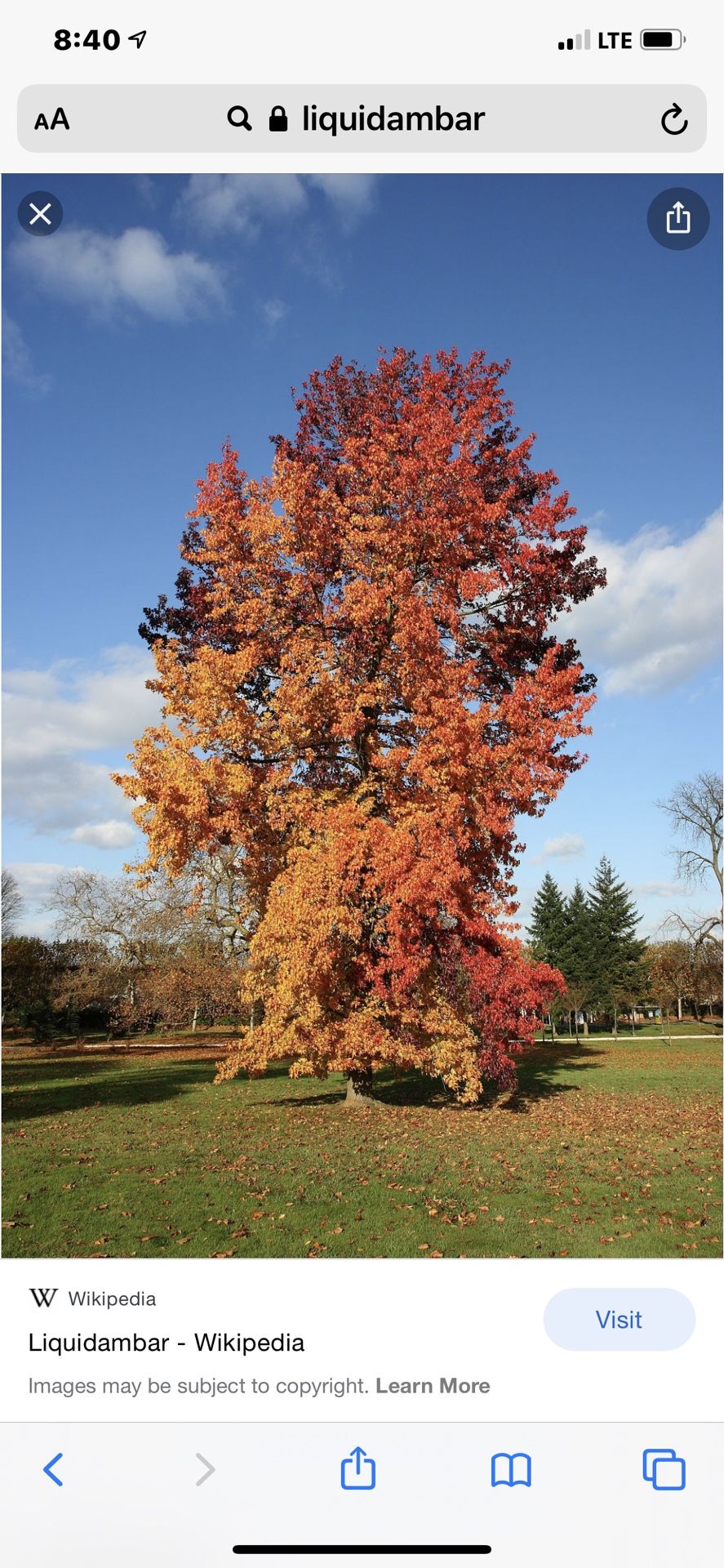 Liquidambar Tree 24”Box
