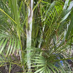 Areca Palms 15 g