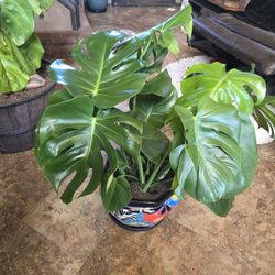 Gorgeous Monstera Plant In New Ceramic Talavera Pot 