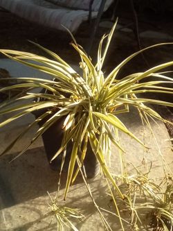 Air-Purifying Spider Plant 🌿 Easy Care • Pet Safe • Bakersfield
Planta Cinta Purificadora 🌿