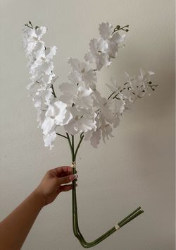 Orchid flowers