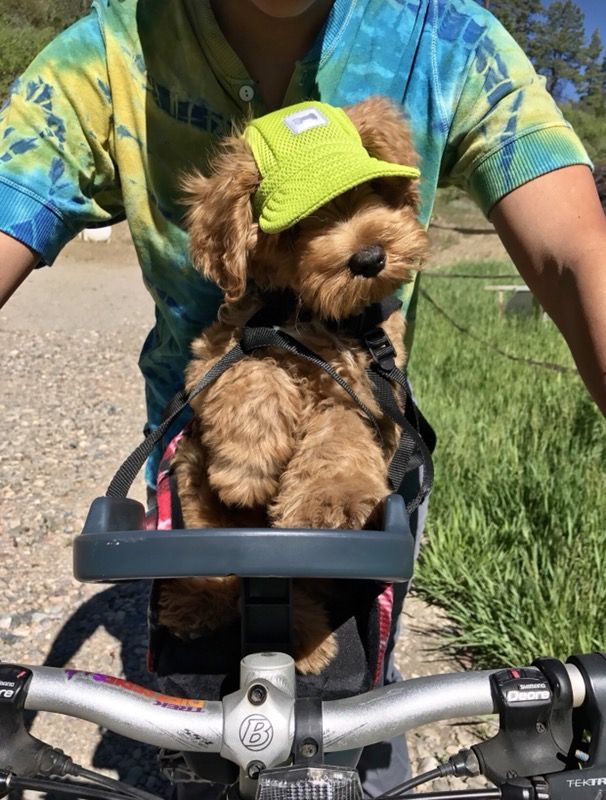 Used buddyrider for sale hot sale