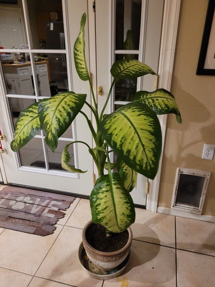 Dieffenbachia Compacta Tropical Snow Plant