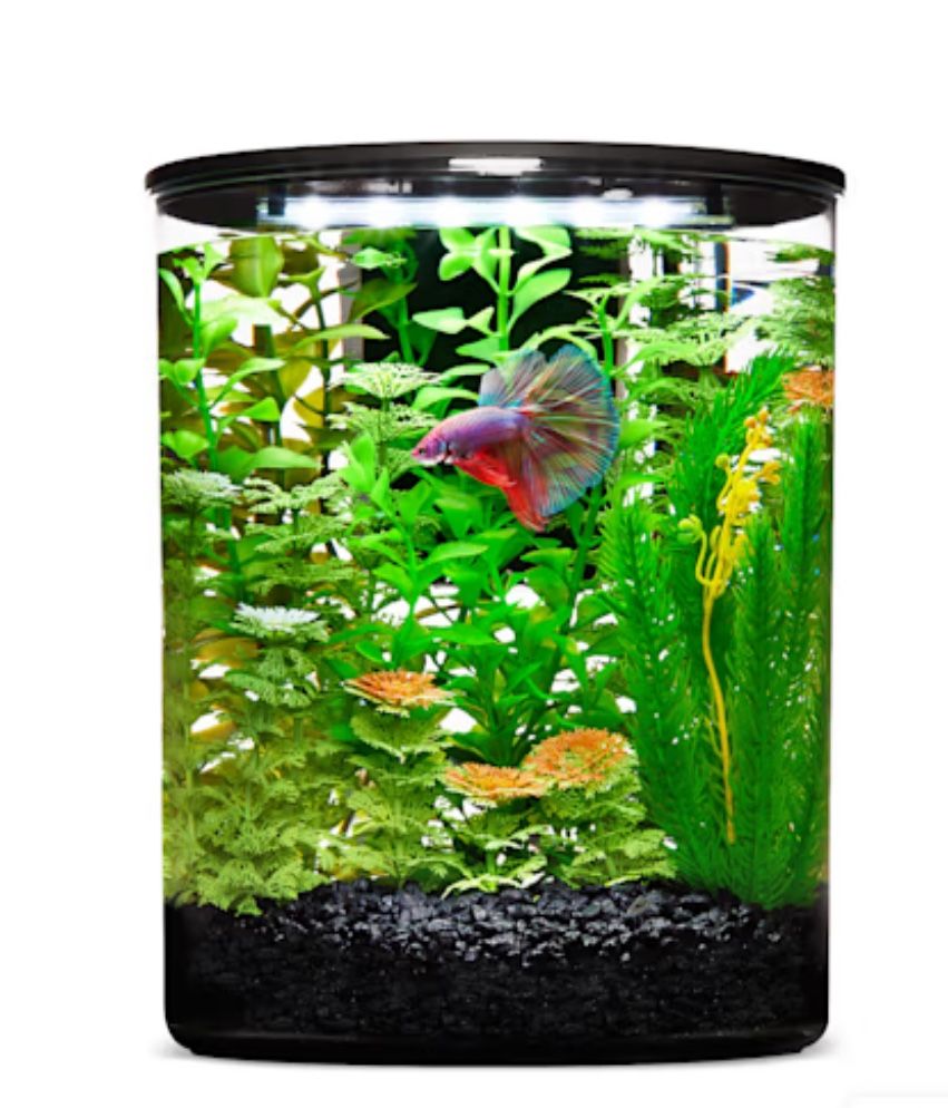 Beta Tank Aquarium
