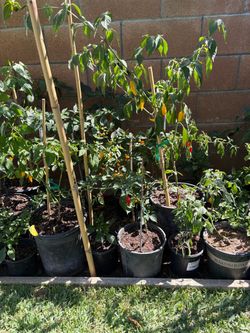 Chiles peruanos