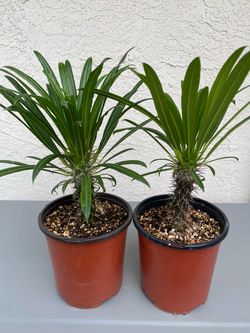 Madagascar palm