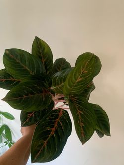 Aglonema. Indoor plants