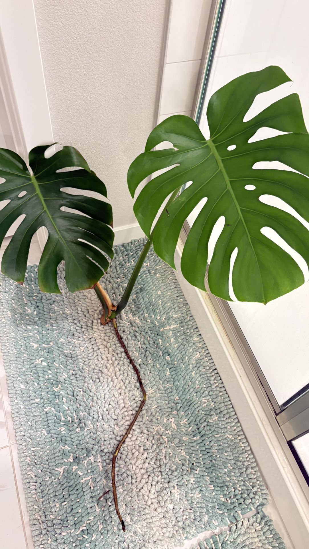 Large Form Monstera Cutting
