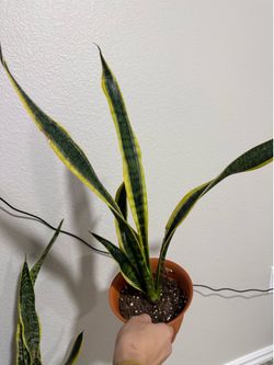 Snake plant #4