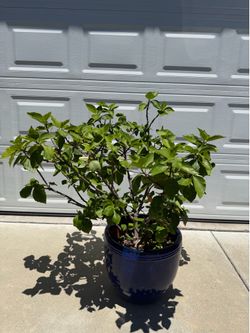 Yellow hibiscus plant in ceramic pot