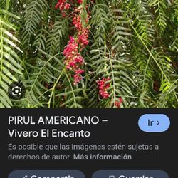 arboles del cepiyo 20 galones grandes  