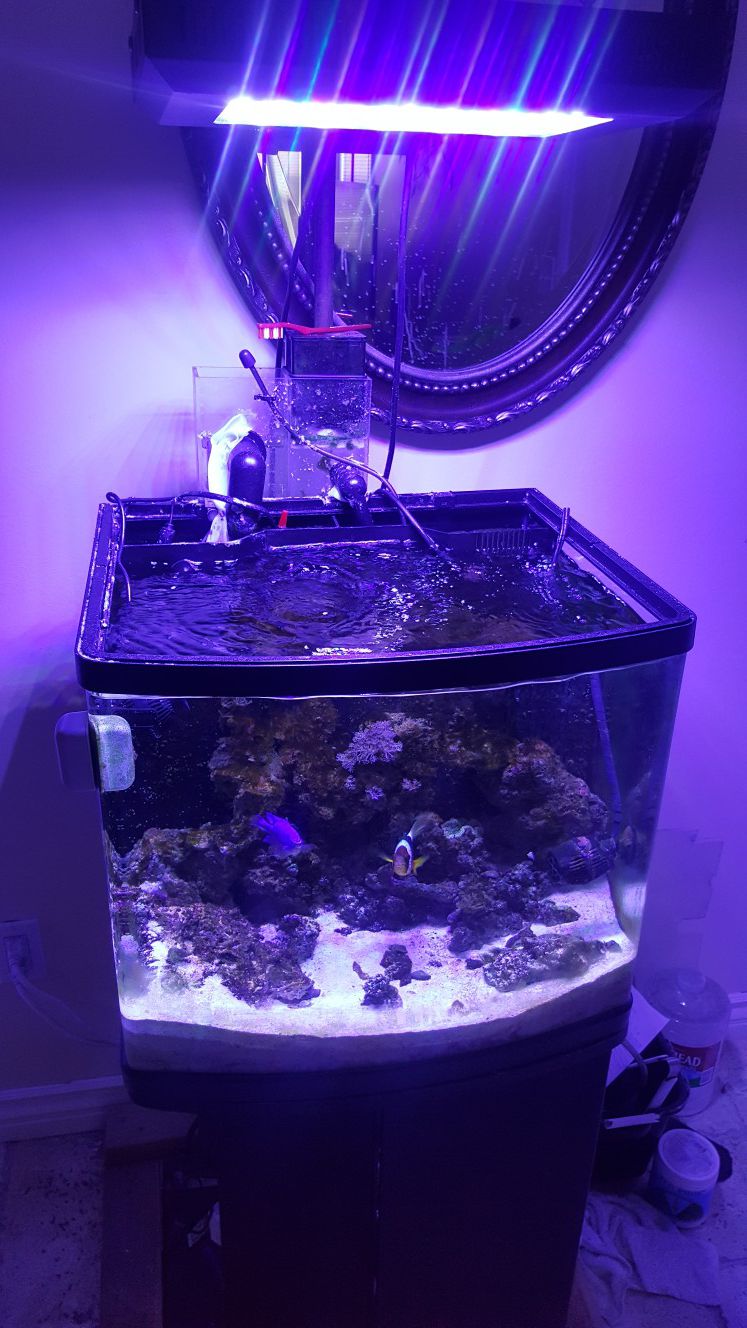 28g Nano Tank Fully Set Up Saltwater Tank w/ Lots of Accesories and Supplements