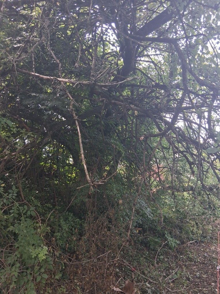 Tree Cutter