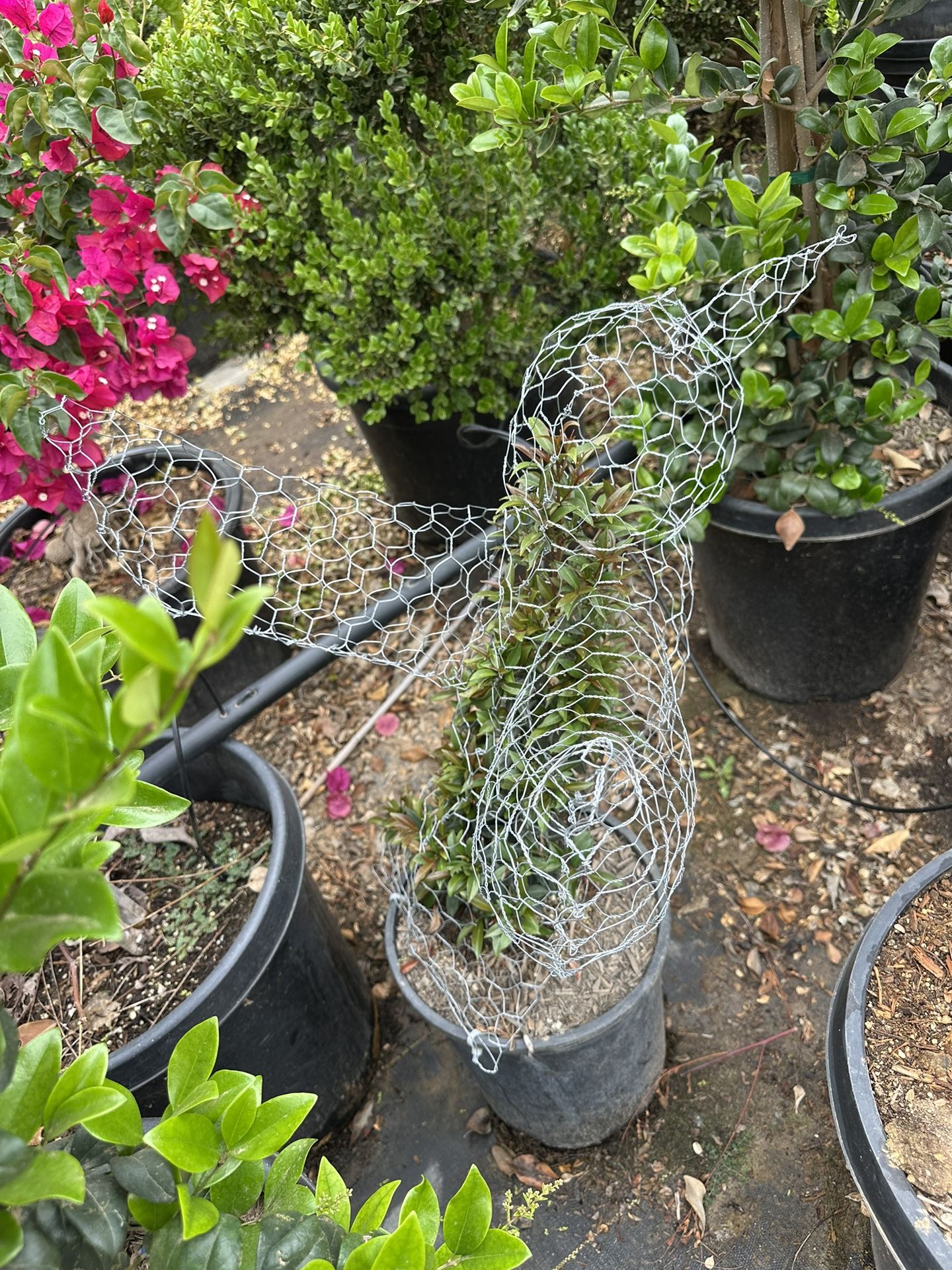 Hummingbird Topiary Bonsai