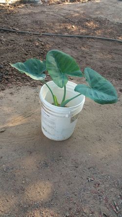 Elephant ears