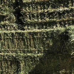 Fresh Stack Rye Alfalfa Mix