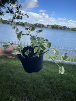 Pearl And Jade Pothos 