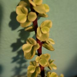 Variegated Jade Plants