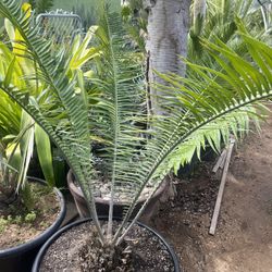 Villosus Cycad