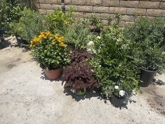Beautiful Plants For Sale!!!🌿🌸
