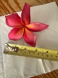 Plumeria with large blooms. Rainbow color