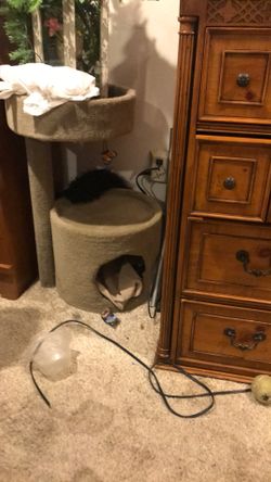 Cat Tree & Accessories 