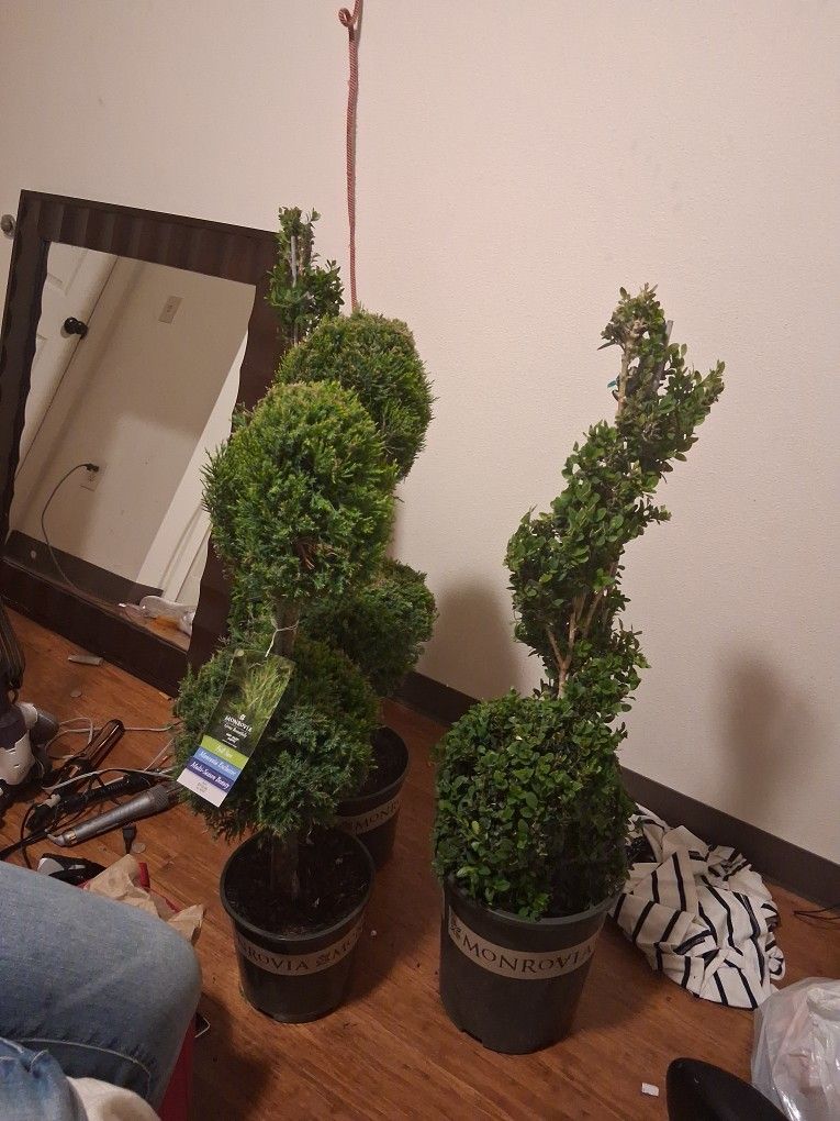 4 Plants