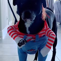 Halloween Chucky Dog Costume - Size L