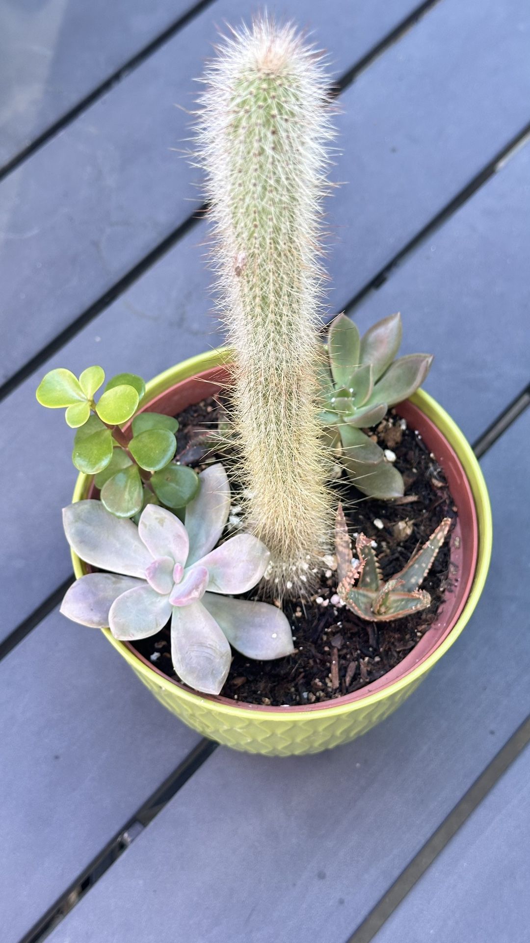 Succulents And Cactus Composition 
