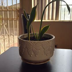 Snake Plant $5