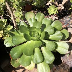 Large Aeonium Succulent Plant 
