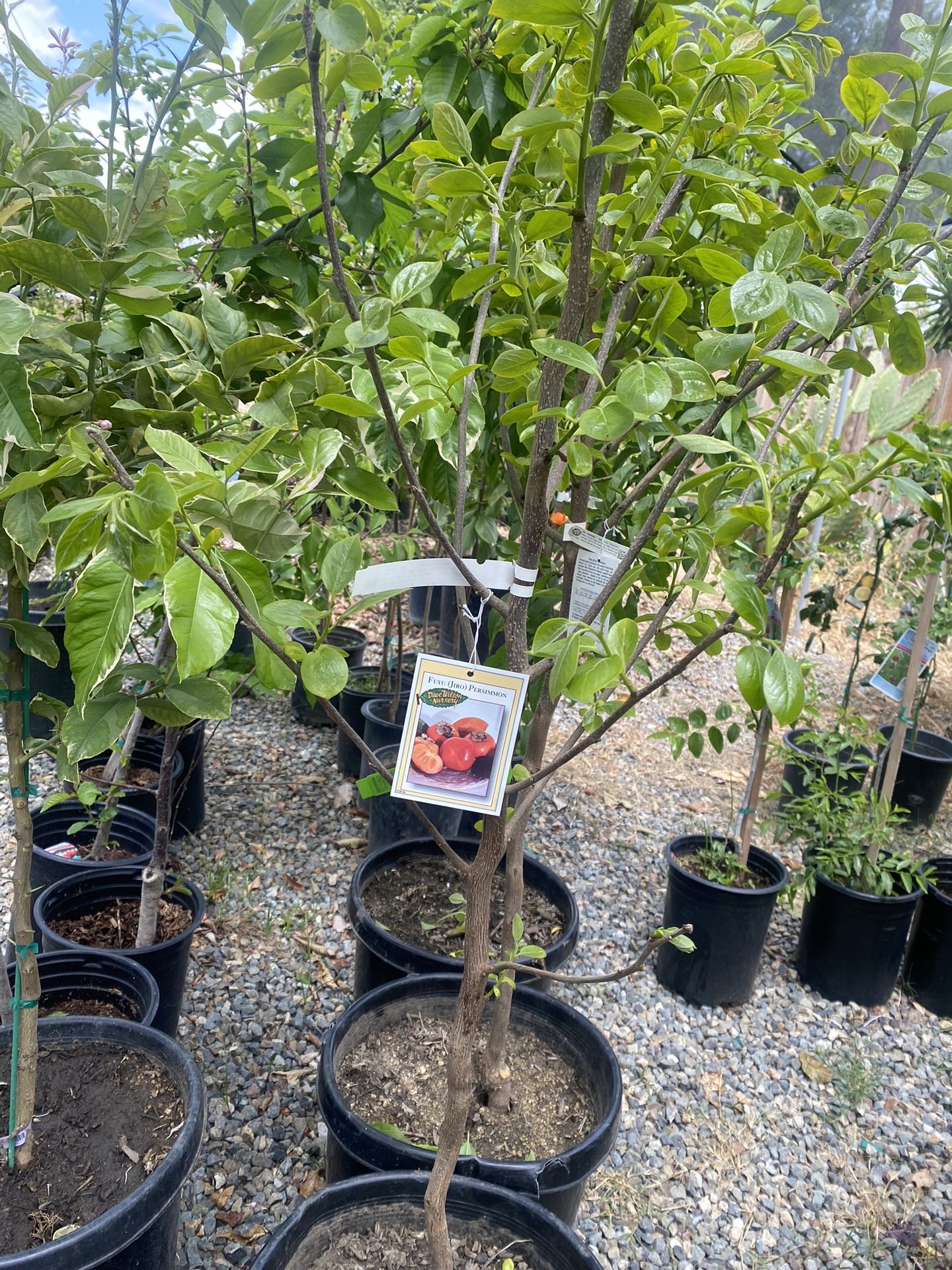 Fruit Trees