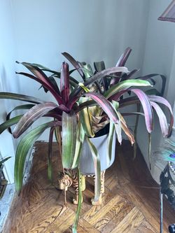 Moving Sale - Houseplants $10
