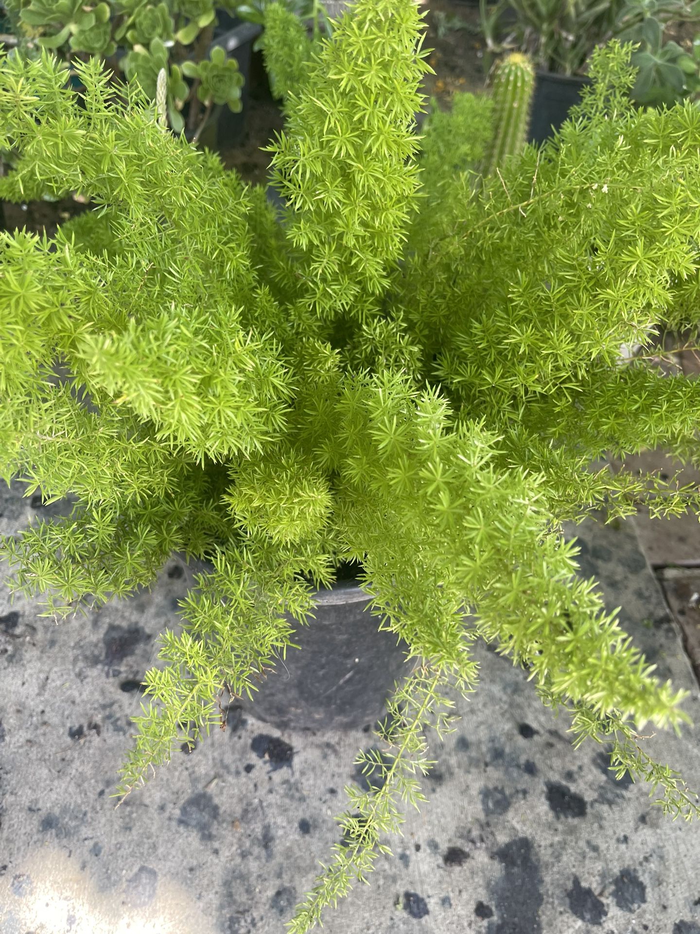 Asparagus Plant