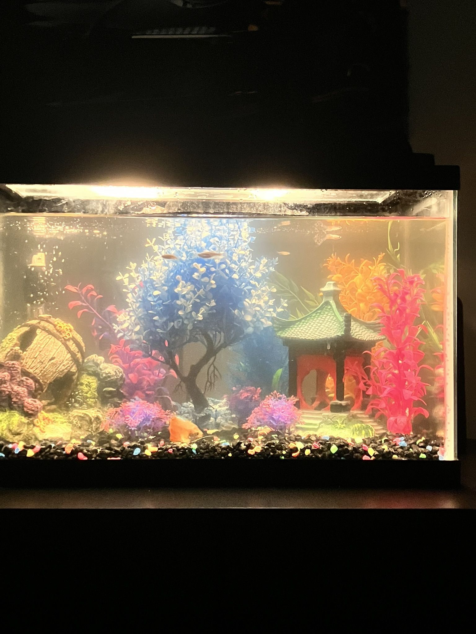 20 Gallon Fish Tank Comes With Fish, Filter And Stand.