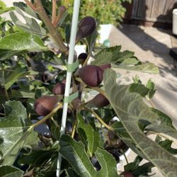 🌿 Violette de Bordeaux Fig Trees – More Varieties  Coming Soon! 🌿