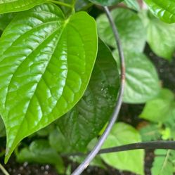 Betel paan Plant, Piper Betle vine,Barui, 