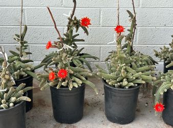 Echinopsis chamaecereus or Rose Quartz Peanut cactus cacti Plant in 1 gallon planter, $19 Each