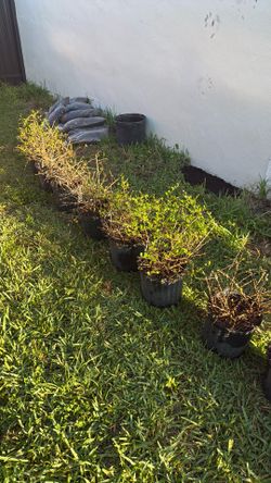 Free Plants in Westchester