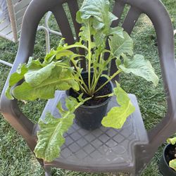 Plant $5 Pink Flower